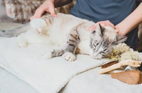 Massage des Hinterbeins der Katze