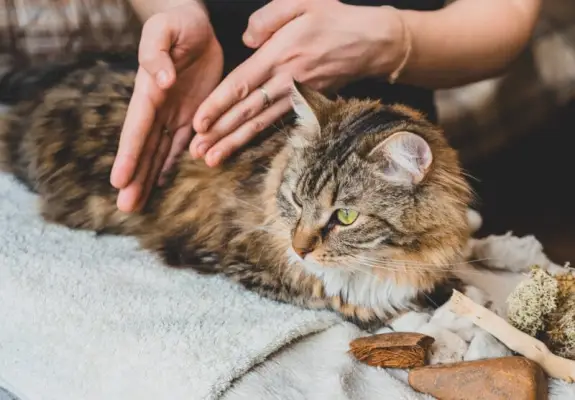 Tabbykatze bei einer Massage