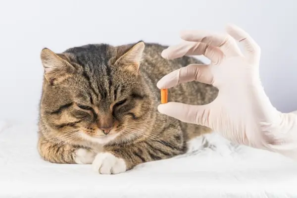 veterinär som ger ett piller till en sjuk katt