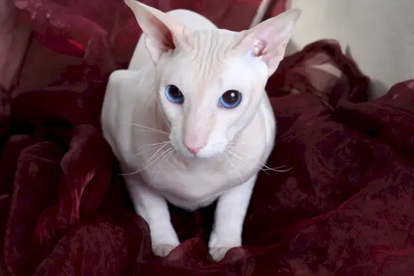 peterbald na sofi