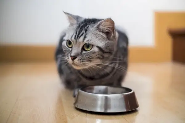 Gatto americano a pelo corto che mangia