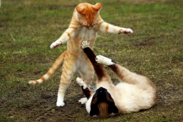 deux chats se battant dehors