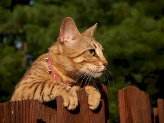 randig guldfärgad serval savannkatt tittar över ett trästaket klädd i en rosa krage