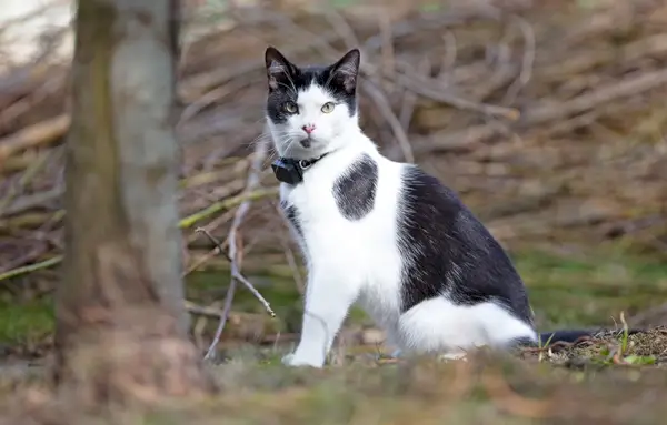 Die 9 besten GPS-Tracker für Katzen – Testberichte und Kaufratgeber 2024