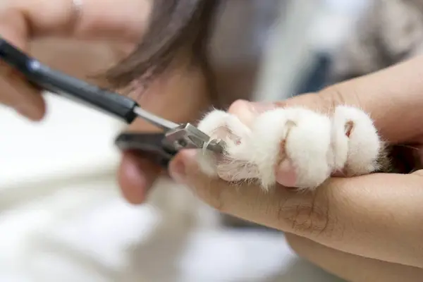 les ongles des chats se font couper