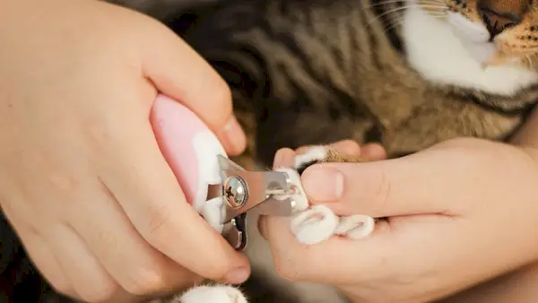 Pouvez-vous utiliser un coupe-ongles humain sur les chats ? Faits et conseils de coupe examinés par un vétérinaire