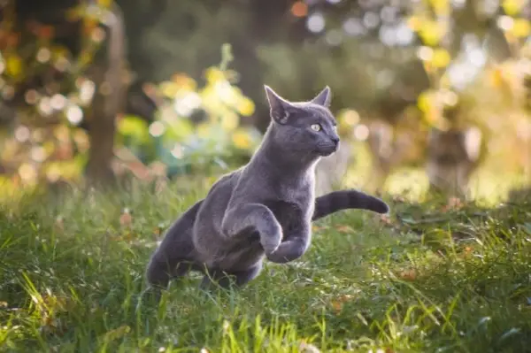 Blaue russische Katze läuft in der Natur