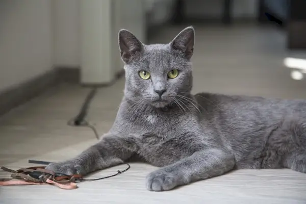 Russische blaue Katze spielt drinnen Spielzeug