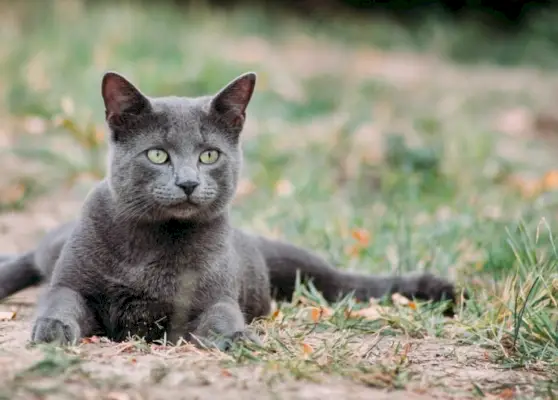 Russische blaue Katze liegt draußen