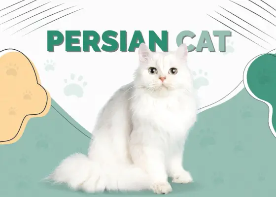 Perserkatze