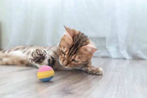 Bengalkätzchen spielt mit einem Ball im Zimmer