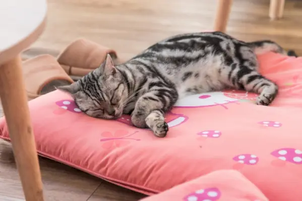 sød kat sover på en farverig katteseng