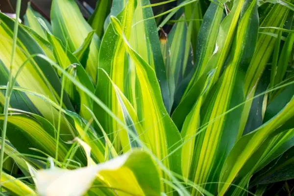 Dracaena növény a kertben