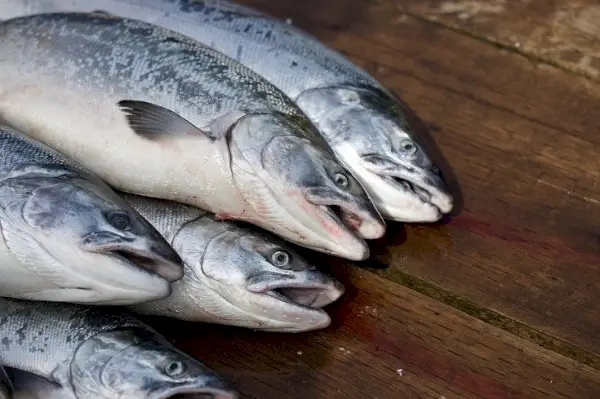 pescado crudo