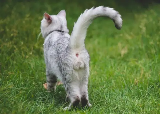 Nahaufnahme eines Katers