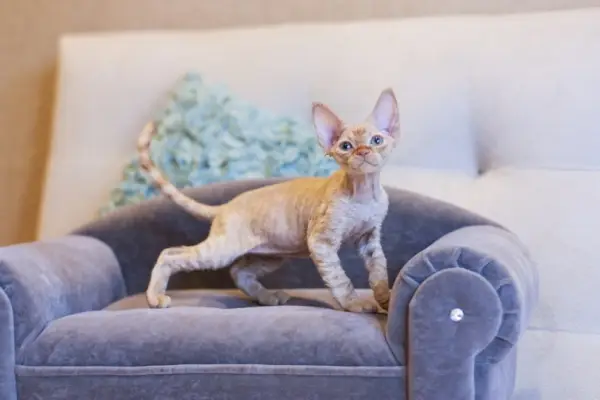 Devon rex kissa sohvalla