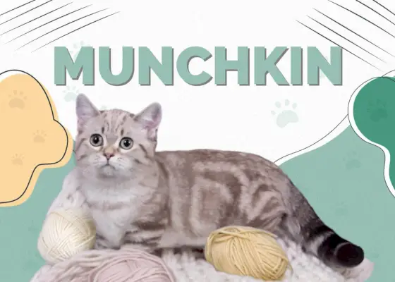 Munchkin Cat: informācija, attēli, īpašības un fakti