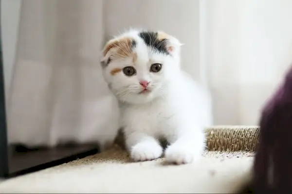 Koťátko Calico Scottish Fold