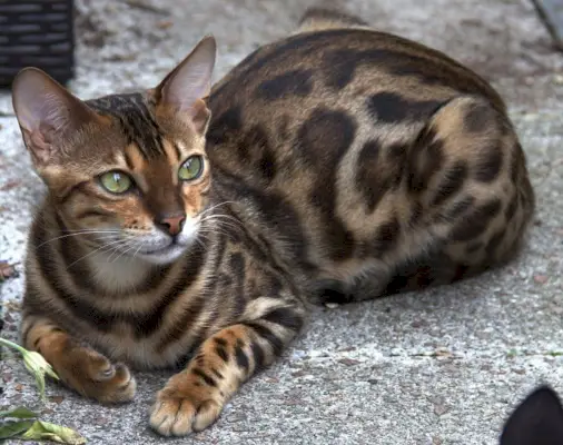 chat-bengale-gros plan