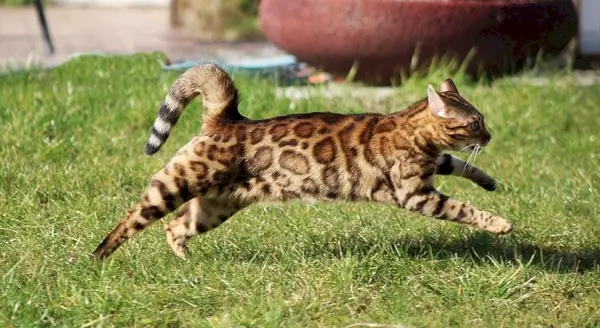 un chat bengal qui court en plein air