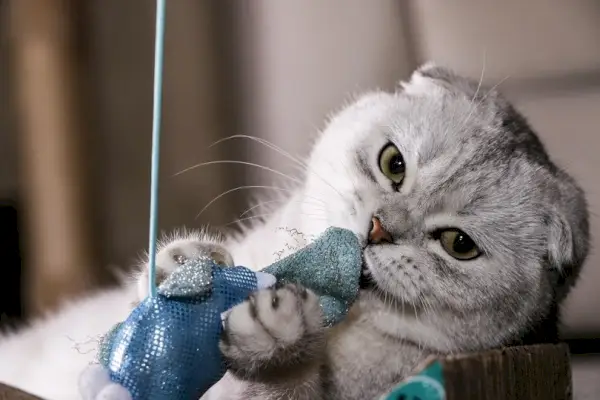 hopeinen chinchilla Scottish fold leikkilelu