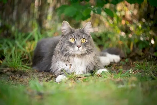 mėlyna tabby meino meškėno katė nešvariu kailiu