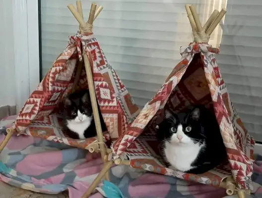 DIY-kattentipi-tent