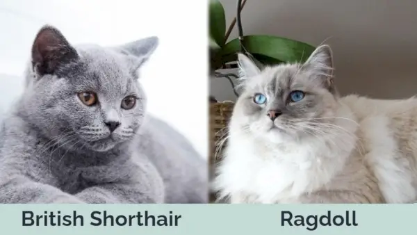 Hepper - British Shorthair vs Ragdoll Yan Yana