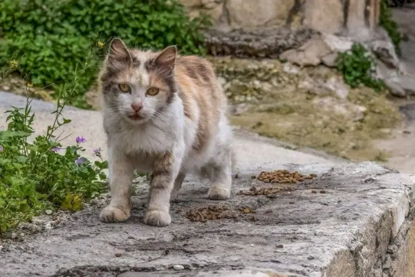 un gatto randagio