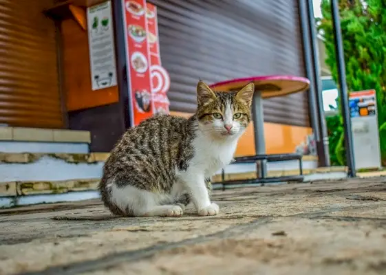 un gatto randagio seduto sul marciapiede