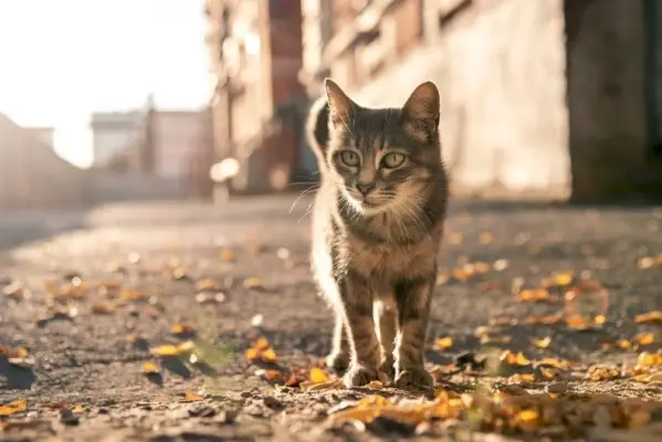 Un gatto selvatico fa le fusa? Abitudini e comportamento felini