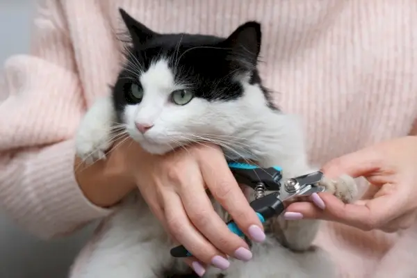 vrouw die kattenklauwen snijdt