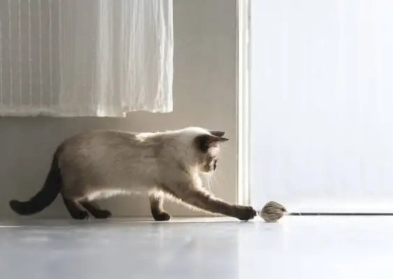 Katze spielt mit dem Hepper Furball Toy