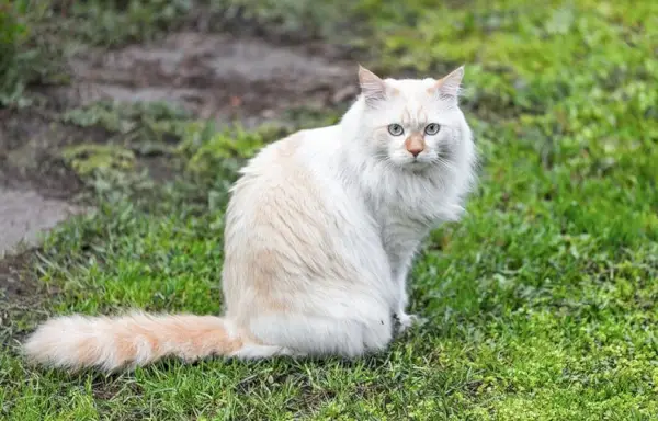 Türkischer Van sitzt im Garten