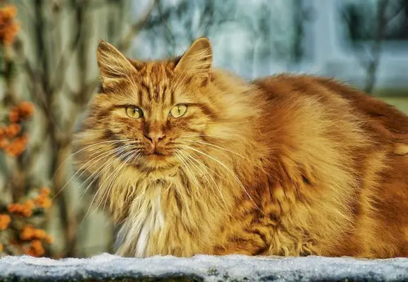 en gul långhårig tabbykatt i snön