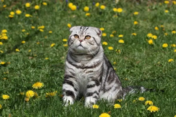 ブリティッシュショートヘアの猫の色の6種類（情報と写真付き）