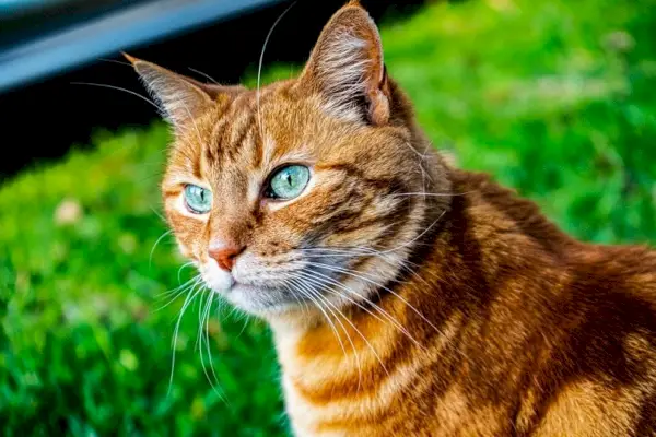 turuncu kaplan kedi tekir kedi