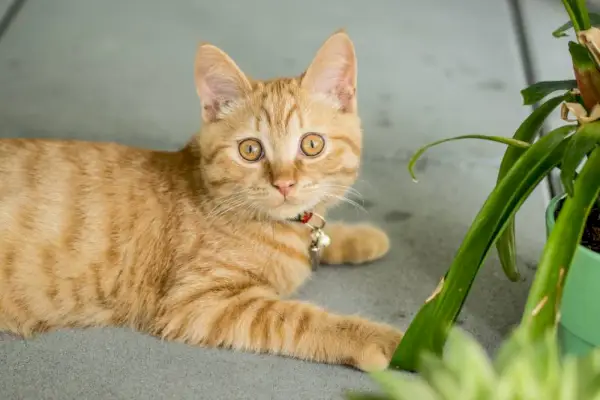 kaldırımda bir bitkinin yanında duran turuncu tekir kedi