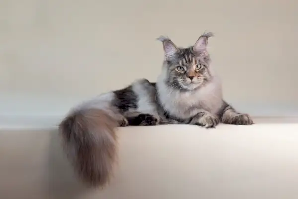 gato maine coon plateado