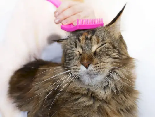 cepillando un maine coon