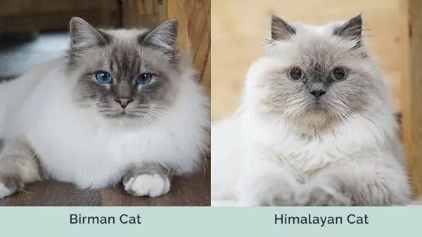 Birman vs Himalaya kat side om side