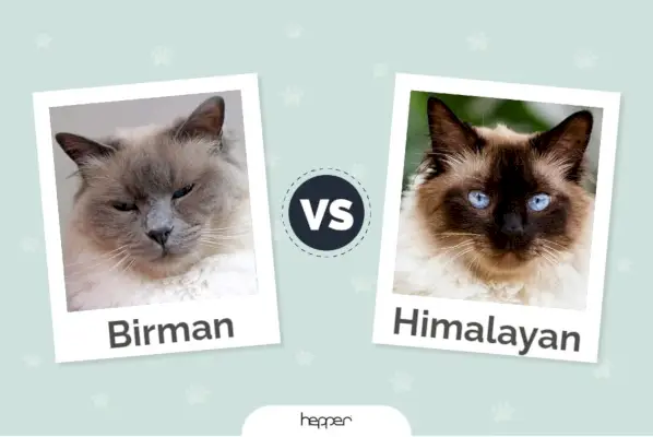 Birman Cat vs Himalaya Cat: Bilder, skillnader och vad du ska välja