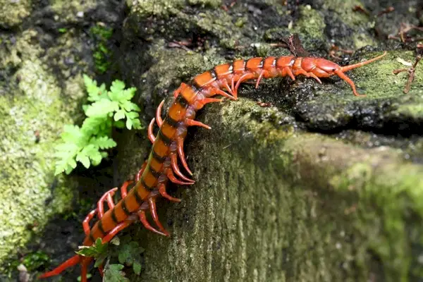 Kayadaki kırkayak