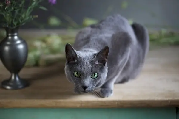 Russische blaue Katze auf einem Tisch