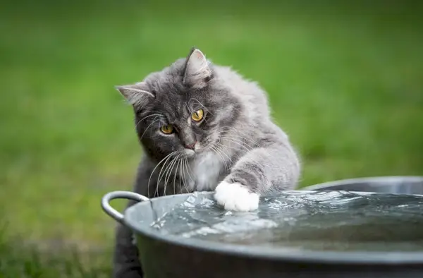 Gillar Maine Coon-katter vatten? Fakta & FAQ