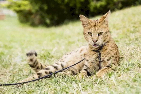 Savannah-Katze an der Leine, die auf grünem Gras liegt