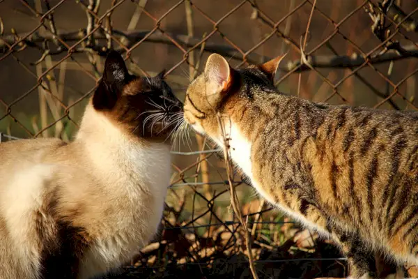 Siam- und Makrelenkatzen berühren die Nase