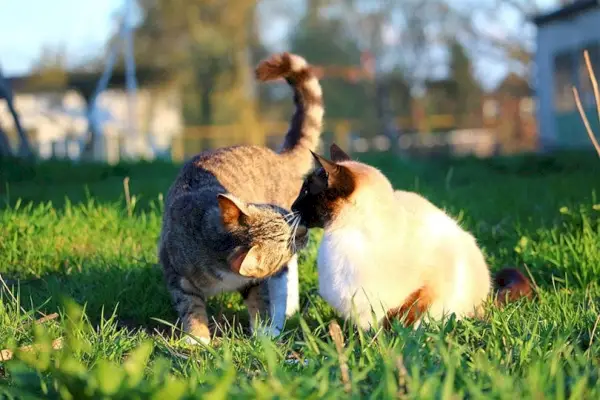 Makrelen-Tabby-Katze schnüffelt Siamkatze