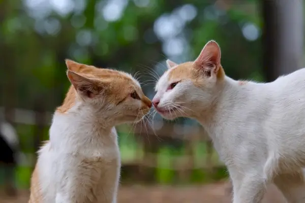 Zwei Katzen berühren sich