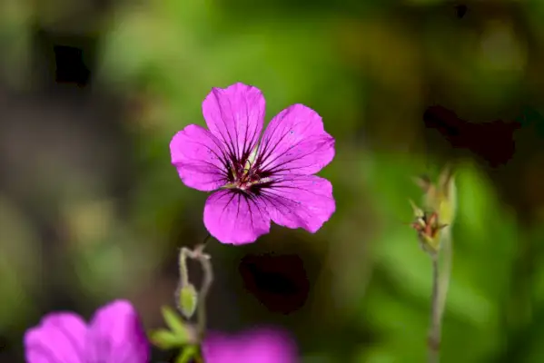 Pelargonije